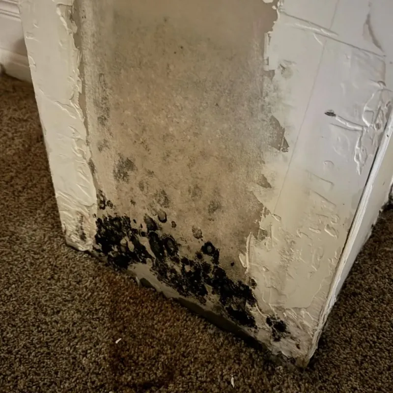 Professional Mold Removal in Empire, CA